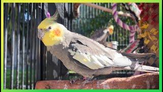 Cockatiels Up Close & in Detail The Bird Sanctuary | 2hrs of Outdoor Playing