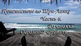 Путешествие по Шри Ланке. Далавелла. Райское местечко и огромные черепахи.