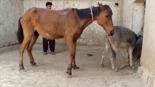 Donkey Meeting with horse - Animals Meeting - Horse mating