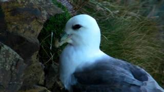 Fulmar Birds at Hells Mouth in Cornwall