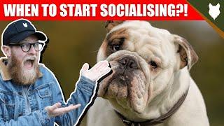 WHEN TO START SOCIALISING MY ENGLISH BULLDOG PUPPY