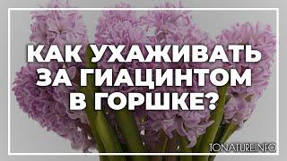 Как ухаживать за гиацинтом в горшке? | toNature.Info