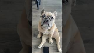 We all watch sports like this #dogs #swearjar #comedy #frenchie  cred ​⁠@jasonbankscomedy