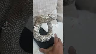 #Snake, Art, Books, #ornament and Gifts Online Shopping, Amazing Rare Items Handmade Gifts