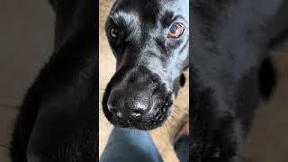 Every Morning This Happens... Meet Badger, the High Maintenance Hound  #doglife