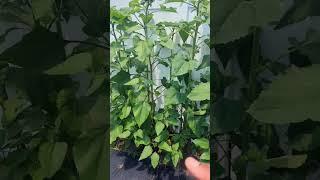 Autumn Beauty Sunflower  By Sow Right Seeds ! #greentgarden #garden #sunflower