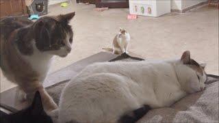 Cat Tries To Get On The Bed Without Waking Other Cat Up