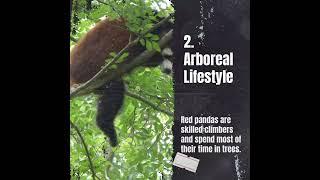 Amazing facts about the elusive red panda