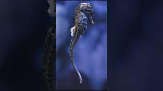 Male Seahorses Giving Birth? The Astonishing Truth About Nature’s Role Reversal!