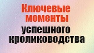 Три ключевых момента успешного кролиководства