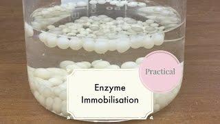 Enzyme Immobilisation-Leaving Cert Biology