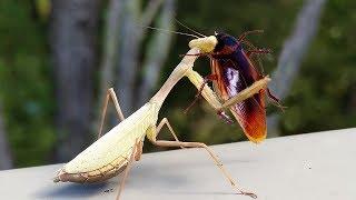 African Mantis hunting Cockroaches by his powerful weapon