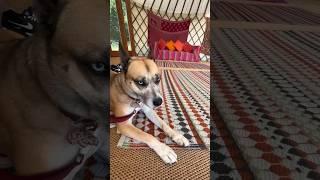 Yurt #camping #glamping #yurt #dogfriendly #adventuredog #dogfriendlyuk #campingdog #campinglife