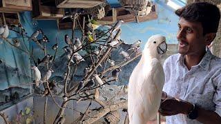 Small Birds Outdoor Aviary Is Ready At Our New Farm.