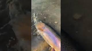 Rainbow Trout 60+ 29.07.2022