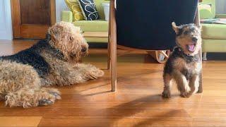 Airedale puppy play time!