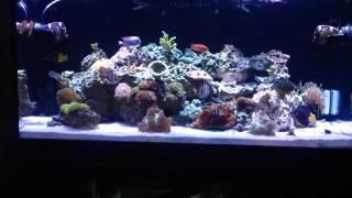 120g Reef Tank - SC aquariums - Start up - initial investment