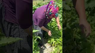 Yaz gününde turp yetiştirdik
