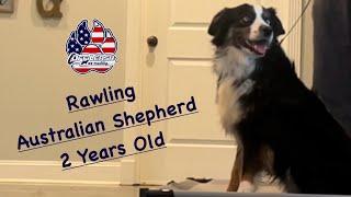 “Rawling” - Australian Shepherd - 2 Year Old- Board & Train w/ CanineTrainer Gray - OLK9 Lexington