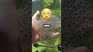 This Guy Made A Mini Frog Army!! 