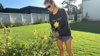 Cutting Dahlias and Sunflowers