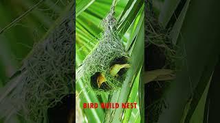 Bird architcture  480#birds