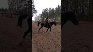 Коротко о моей посадке... #лошади #horse #конникишутят