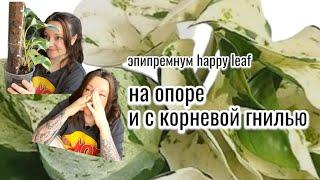 Эпипремнум Happy Leaf, опора или тотем из кокосовых чипсов, залив и корневая гниль