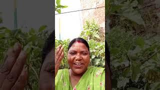 ham to hi yahi per HAL sasur ji #viral #video #Sarita Sinha Patna