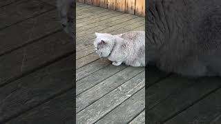 Бася нашла на своей палубе чужого котейку