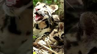 Small Leopard (Clouded leopard) #shorts #ytshort