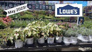 Lowes Garden Center Inventory May 2023/ Caladiums! Hostas on sale!