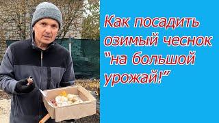 Посадка озимого чеснока- как это сделать легко и с хорошим результатом.