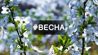 # ВЕСНА – чудо пробуждения природы (Москва) | Релакс, звуки природы | # SPRING