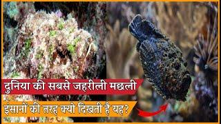 Stonefish in hindi | stonefish sting | stonefish venom | stonefish attack | FactYard | #Shorts