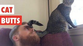 Cat Butts | Funny Cat Video Compilation 2017