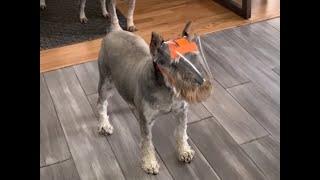 Mr. Grant (and Schnauzer Mom) showing off his OptiVizor!