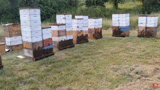 Memorial Weekend Beekeeping Questions and Answers!