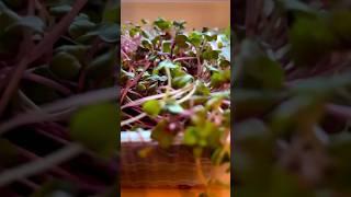 Зеленый огородик дома в самый разгар зимы  #микрозелень #microgreen