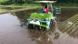 Rice Planting  in Japan