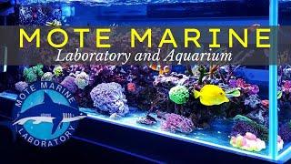 Mote Marine Laboratory and Aquarium | Sarasota Florida | Informative Guide  