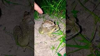 Catch Baby Frog and Toad so funny   l Catch Big Frog flying make funny for you hahaha #shorts