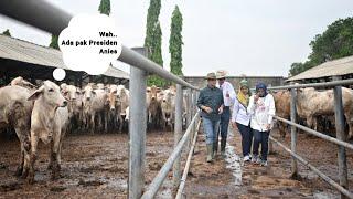 Viral Anies Masuk Kandang Sapi !! Peternakan Terbesar di Lampung