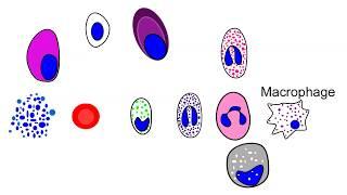 Blood cell production in the bone marrow| hematopoiesis animation.