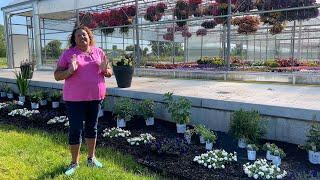 Planting Up a New Trial Garden with 2025 Proven Winner Perennials