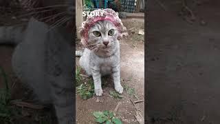 Galeri kucing mixdome • Nak Pertama kedua dan ketiga • Kucing lucu dan