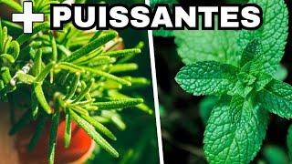 10 Plantes MÉDICINALES et MIRACULEUSES Que Vous Devriez Avoir Chez Vous