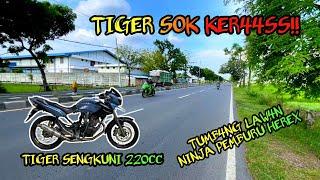 TIGER SENGKUNI 220CC  NINJA PEMBURU HEREX