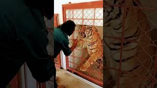 Bengal tiger angry again if you want to see  #zoo #tigersound #tigerroar #wildlife #shortsfeed