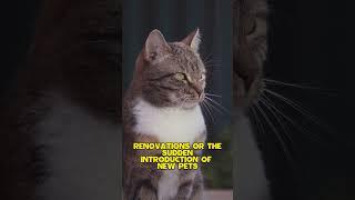 How do sudden environmental changes affect cats? #Cats #catlife #animals  #podcast #love #cute #ai